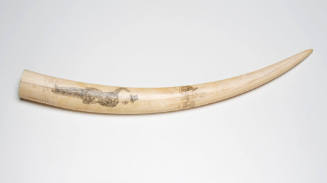 Advance Australia - scrimshawed walrus tusk