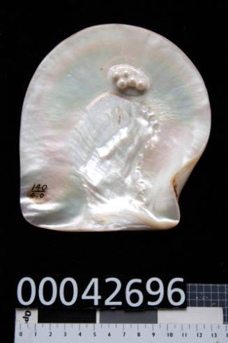 Pearl shell with five cultured blister pearls in a cruciform