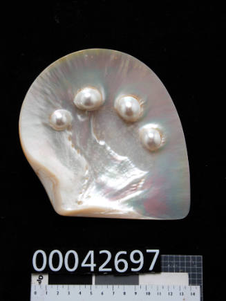 Pearl shell with four central blister pearls