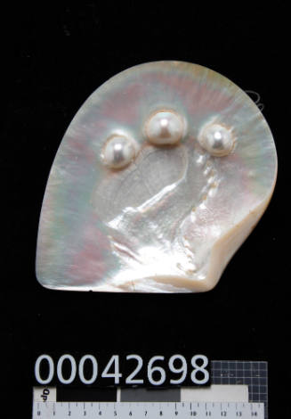 Pearl shell with three cultured blister pearls along the top of shell
