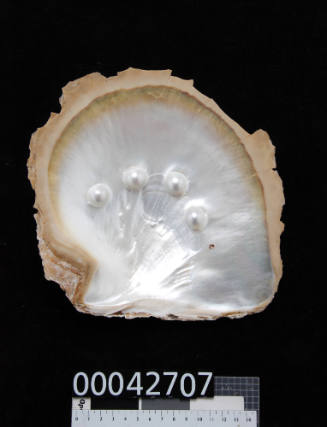 Pearl shell with four cultured blister pearls across centre of inside of shell