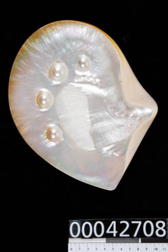 Pearl shell with four cultured blister pearls along the top edge of the shell