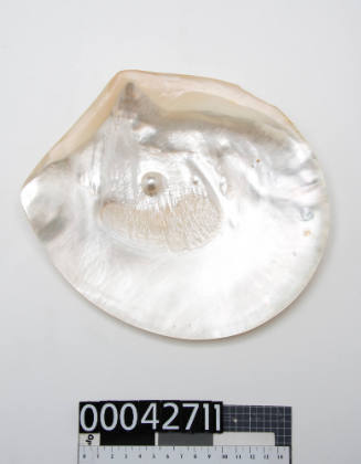 Pearl shell with one central natural blister pearl