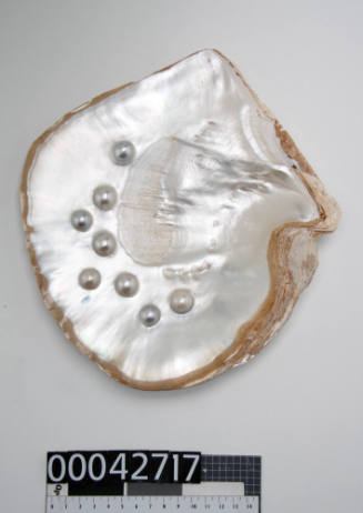 Large shell with eight cultured half-pearls