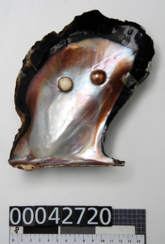 Black shell with two cultured half-pearls