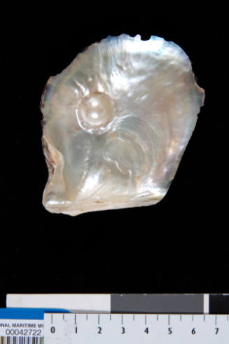 Small pearl shell with one cultured blister pearl on the top of the shell