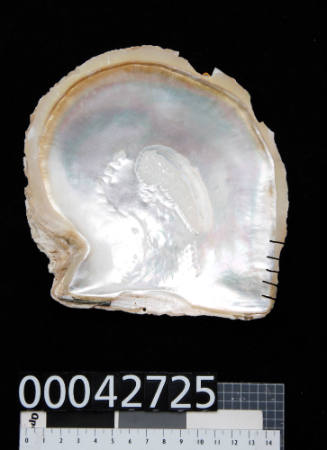Pearl shell with lines of small indentations on the bottom right corner of the inside of the shell