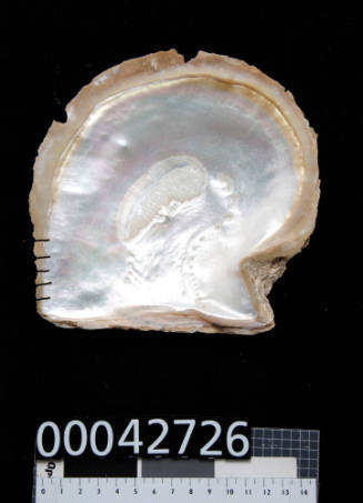 Pearl shell with lines of small indentations on the bottom left corner of the inside of the shell