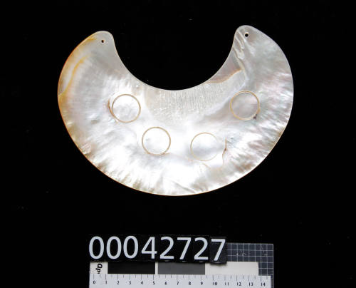 Golden pearl shell in the shape of kina