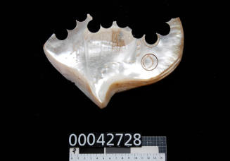 Pearl shell with scalloped edges where circles have been cut out