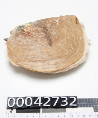 Pearl shell with five nuclei attached in the shape of a cross near the centre of the shell