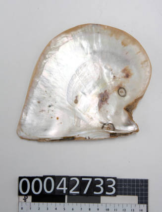 Pearl shell with attached nuclei