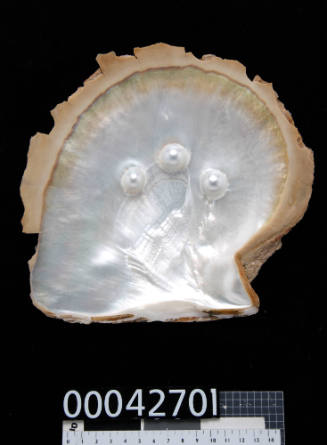 Pearl shell with three cultured blister pearls on the centre of inside of shell