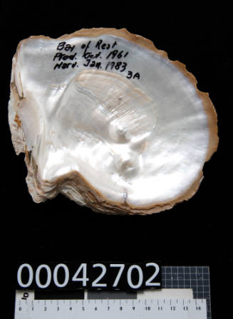 Pearl shell with two cultured blister pearls near the top centre of the shell