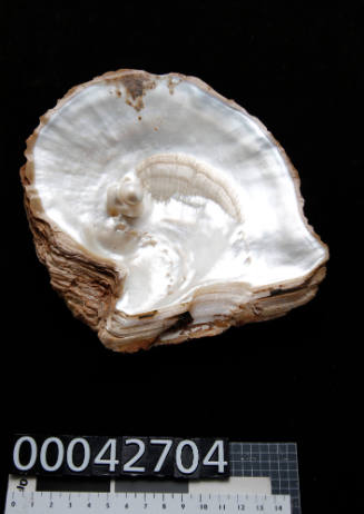Pearl shell with a double blister pearl near the centre of the inside of the shell