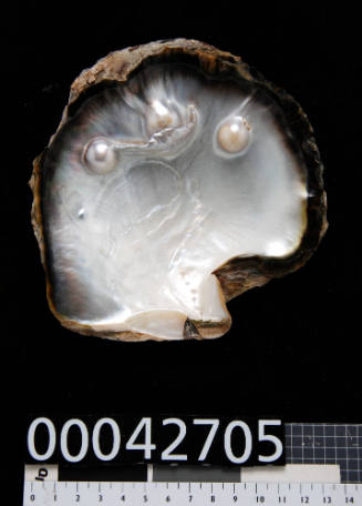 Black pearl shell with three cultured blister pearls at the top of the inside of the shell, and ink lines