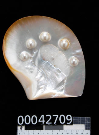 Pearl shell with five cultured blister pearls along the top edge of the shell