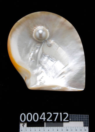 Golden shell with large half-pearl