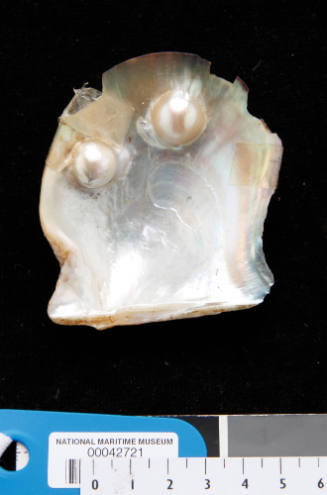 Small pearl shell with two cultured blister pearls on the top of the shell