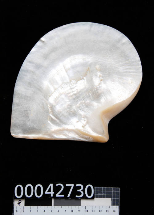 Pearl shell, trimmed, polished and calcified