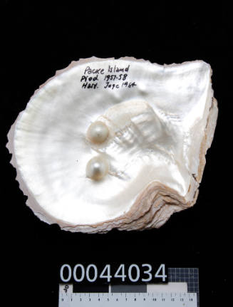 Large pearl shell with two cultured blister pearls