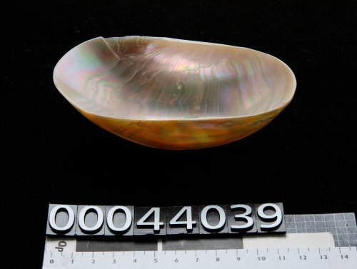 Shell dish