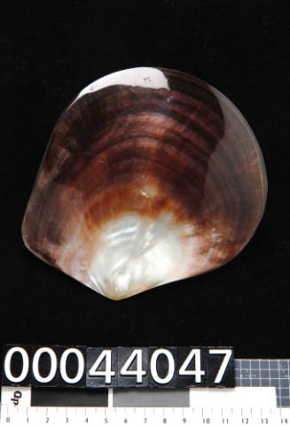 Black-lip pearl shell (Pinctada margaritifera L.)