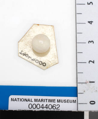 Shell nucleus, glued onto a piece of plastic