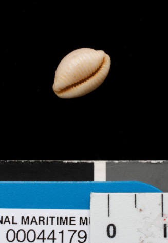 Small, round shell, cream in colour