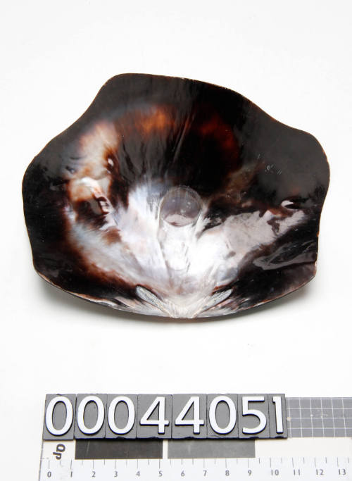 Highly polished shell, with an indentation where a nucleus was once joined