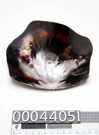 Highly polished shell, with an indentation where a nucleus was once joined