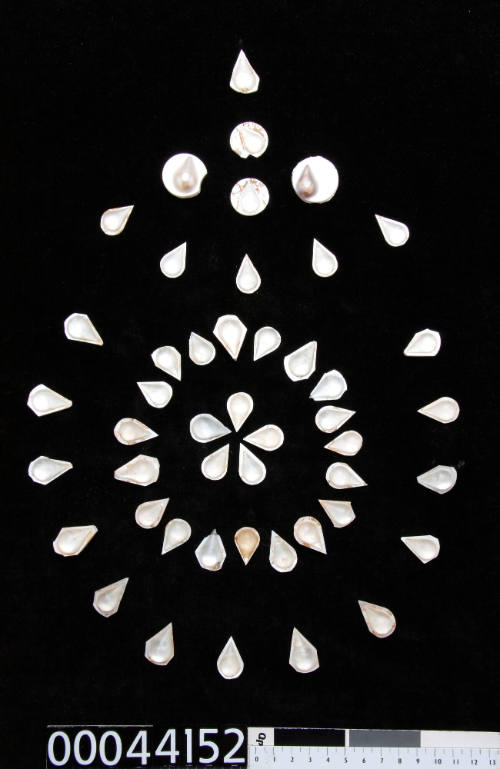 Forty-seven teardrop shaped nuclei or blister pearls on pearl shell (cut into teardrop shapes and circles)