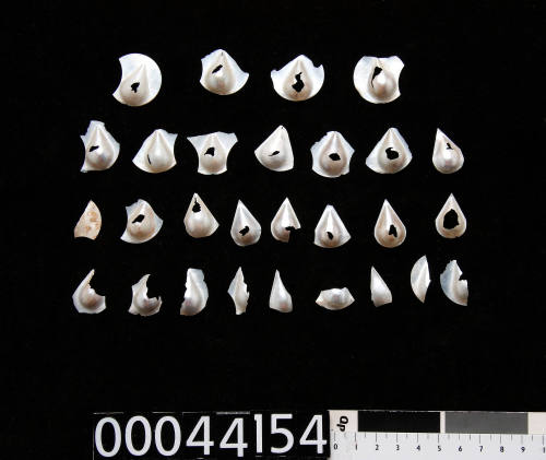 Twenty-eight teardrop shaped blister pearls, some on pearl shell