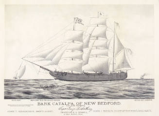 Bark CATALPA of New Bedford