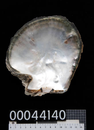 Pearl shell with natural blisters
