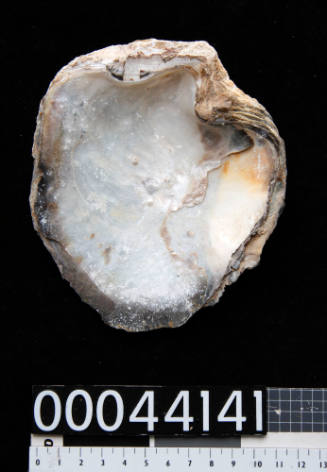 Traumatised pearl shell