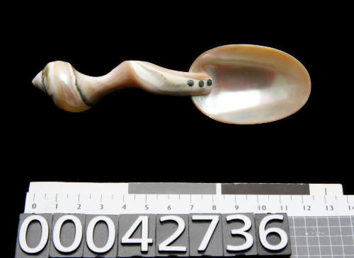 Spoon made from polished shell