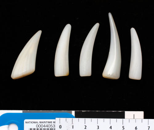 Five polished and trimmed tusk shaped pieces of pearl shell