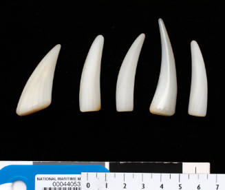 Five polished and trimmed tusk shaped pieces of pearl shell