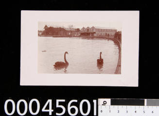 Postcard of J A Edwards & Sons boatshed at Albert Park Lake