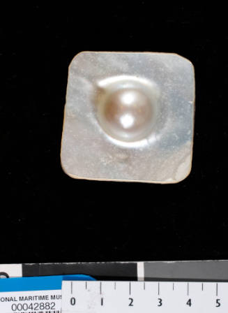 Cultured blister pearl on pearl shell