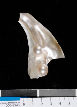 Pearl shell with two cultured blister pearls, one with shell nucleus