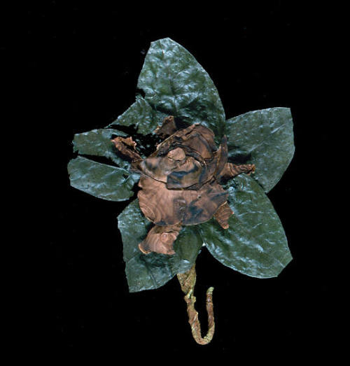 Pressed gardenia corsage worn by Donna Lynette Caldwell