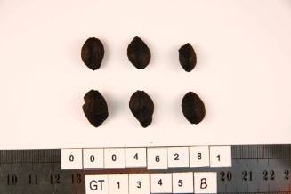 Seeds from the wreck of the VERGULDE DRAECK