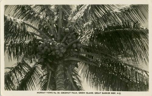 Coconut Palm, Green Island, Great Barrier Reef, North Queensland
