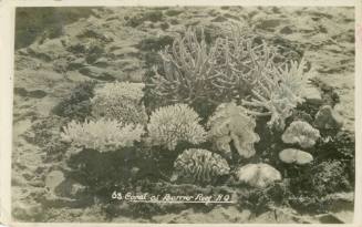 Coral at barrier reef, north Queensland