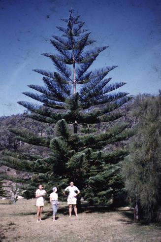 Pine Tree at the Basin slide