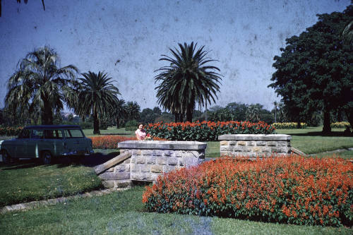 Red salvia in Central Park April 1958 slide