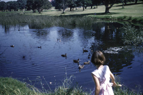 Little girl feeding ducks in a park slide