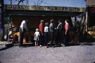 Gosford oranges fruit stand slide